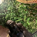 La Taniere De Mowgli - Du Mole