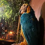 La Taniere De Mowgli - Du Mole Apartment *
