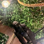 La Taniere De Mowgli - Du Mole Apartmán Agde