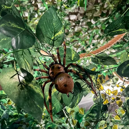 La Taniere De Mowgli - Du Mole Appartement