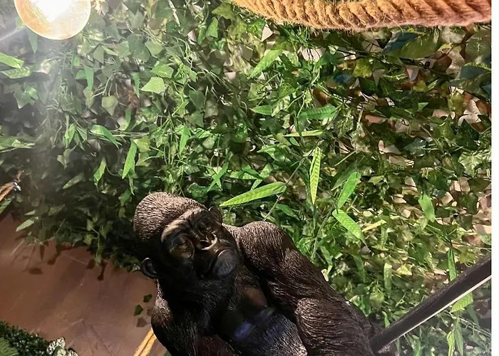 La Tanière De Mowgli - Du Môle