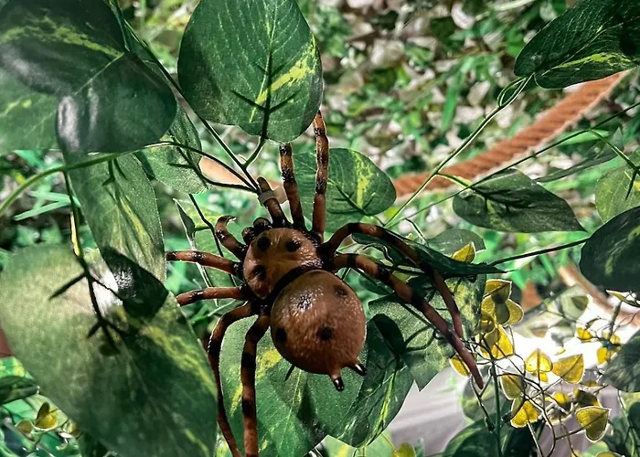 La Tanière De Mowgli - Du Môle Appartement
